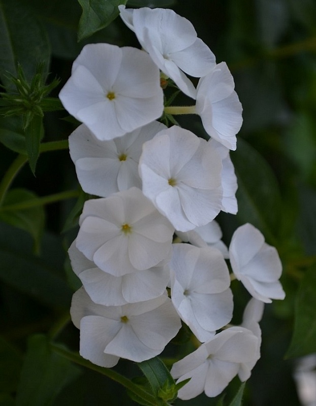 Флокс Пина Колада 