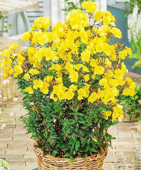 Энотера Ночная Свеча ASF 1 шт Р9