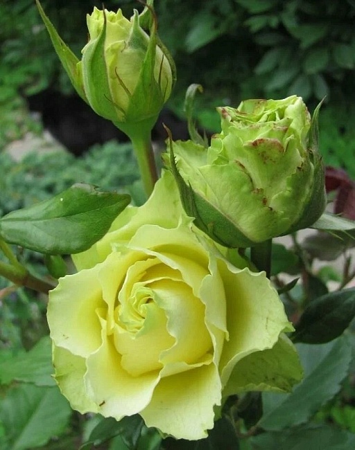 Роза чайно-гибридная Лимбо