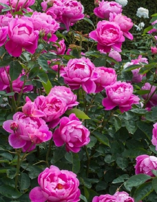 Роза кустовая Роял Джубили