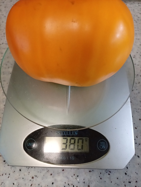 Томат Хурма 0,05 гр цв.п