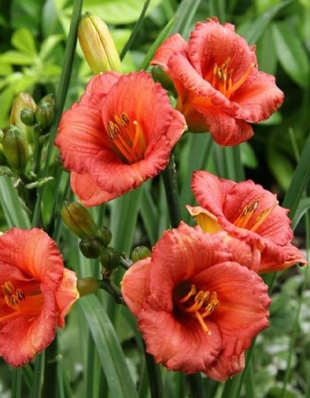 Лилейник Космополитан 