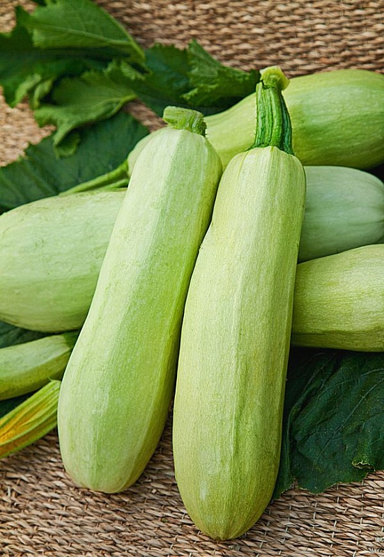 Кабачок Якорь 1 гр  цв.п