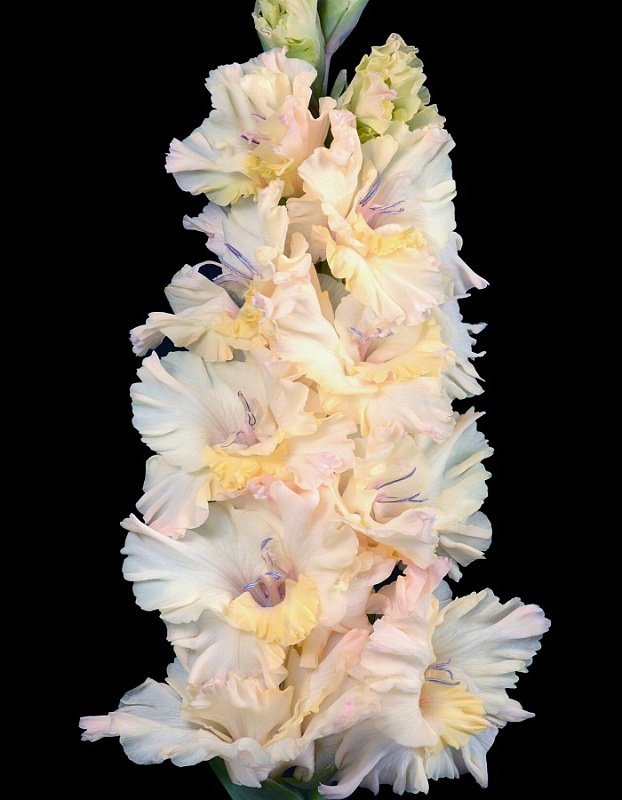 Гладиолус Воспоминания из детства 1 уп. (3 шт.)