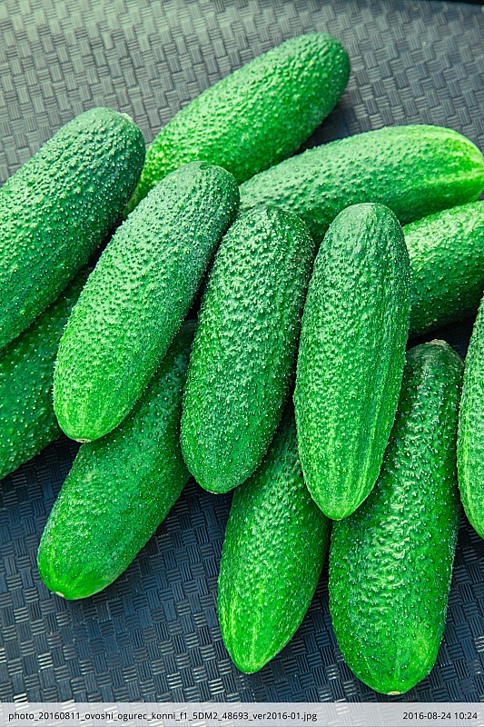 Огурец Конни F1 0,25 гр цв.п.