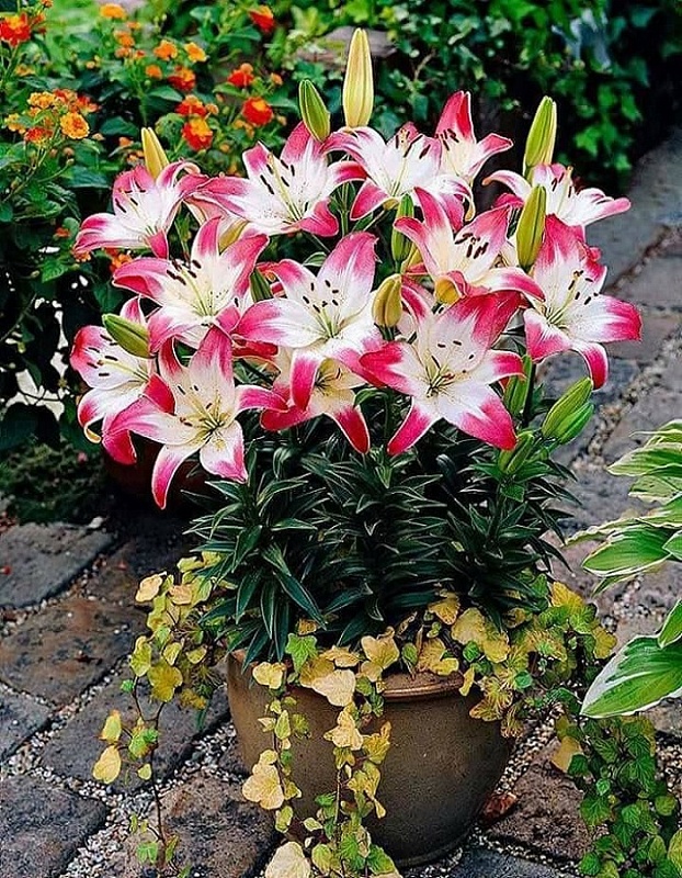 Лилия Лоллипоп 