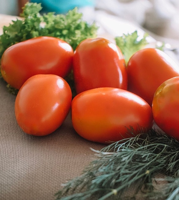 Томат Акварель (УД) 20 шт цв.п