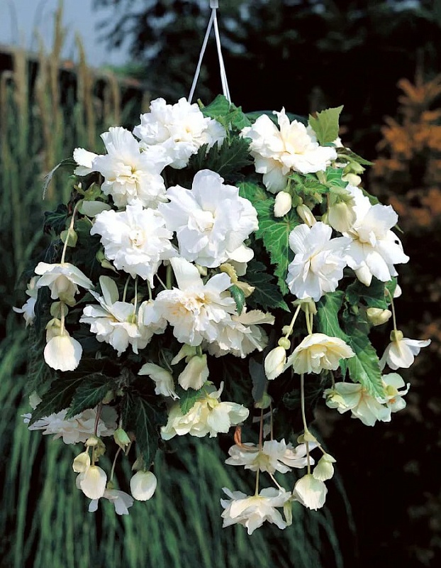 Бегония Ампельная Белая 1 уп. ( 2 шт.)