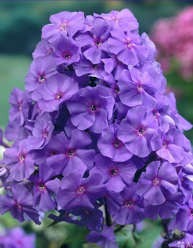 Флокс Аметист 