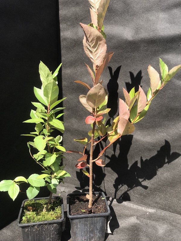 Арония Неро 1 шт