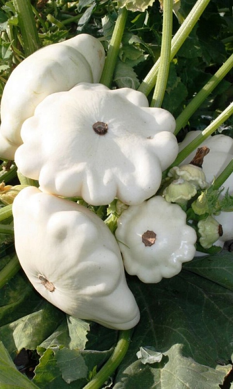 Патиссон Чебурашка (УД) 8 шт цв.п.