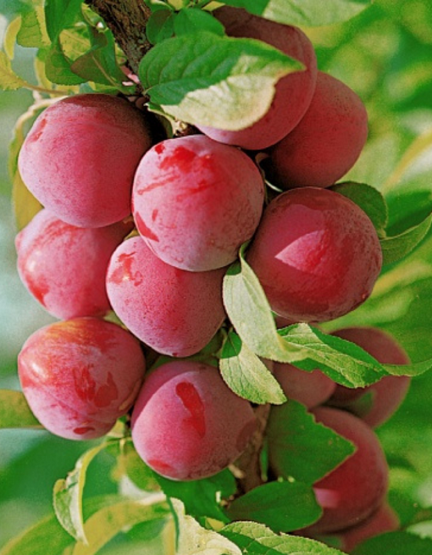 Слива Веста