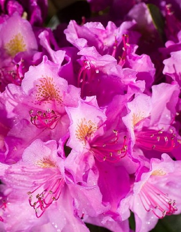 Рододендрон Пинк пурпл дрим 1 шт Р9