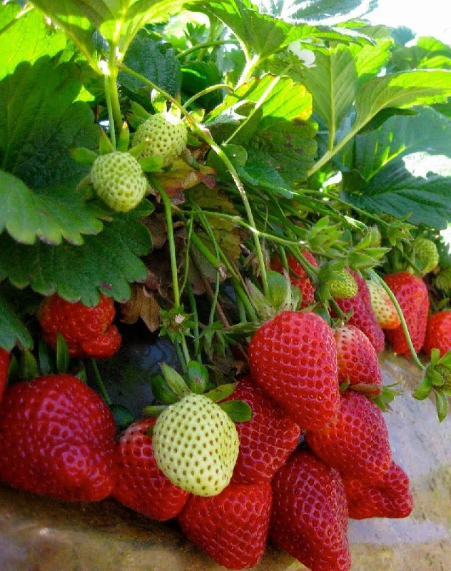 Земляника садовая Арианна 