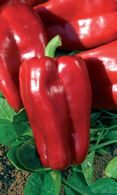 Перец сладкий Денис F1(УД) 12 шт. цв.п.