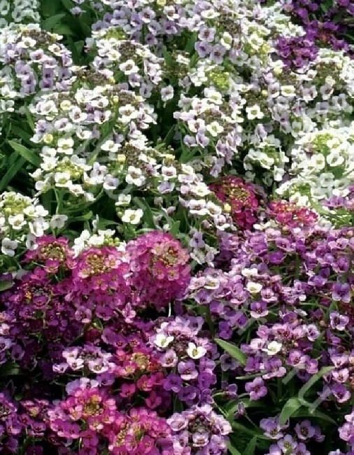 Алиссум (лобулярия) Меджик микс (УД) 0,1 гр цв п