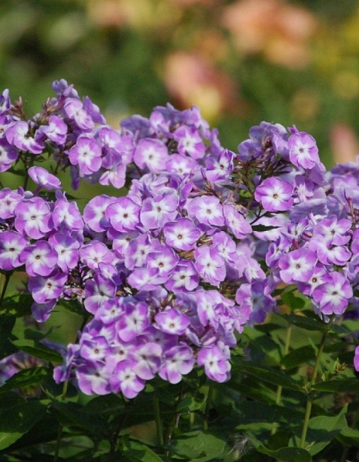 Флокс Катерина 