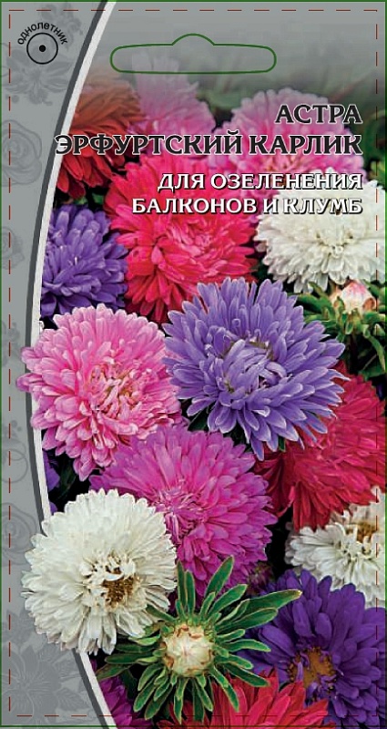 Астра Эрфуртский карлик 0,2 гр