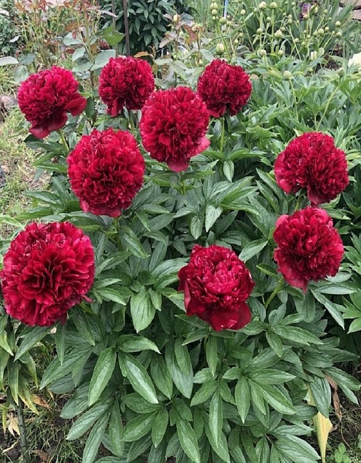 Пион травянистый Олд Фейтфул