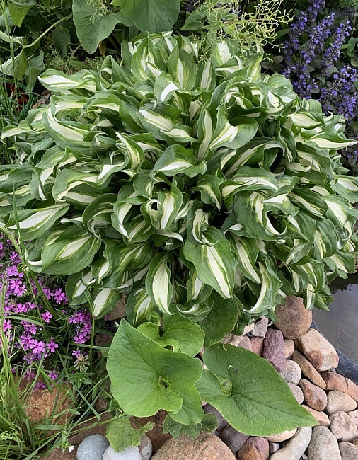 Хоста Медиоваригата 