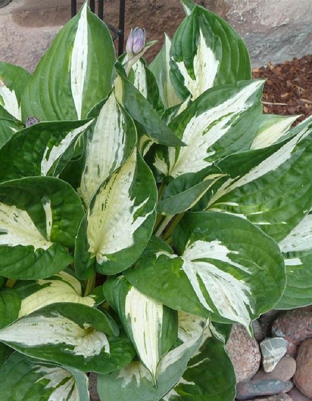 Хоста Революшен