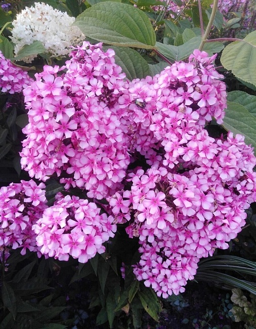 Флокс Мисс Элли 