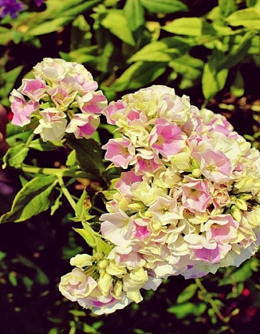 Флокс Крем де ла Крем