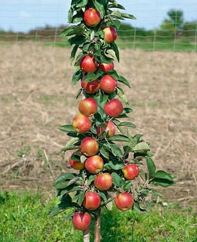 Яблоня колонновидная Валюта