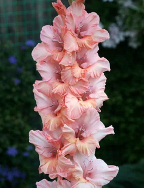 Гладиолус Сиси 1 уп. (3 шт.)