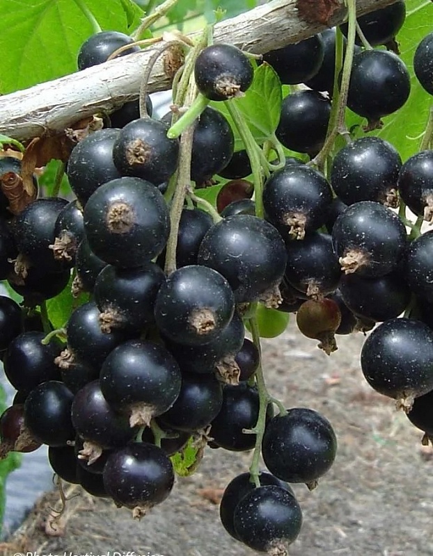 Смородина черная Дачница