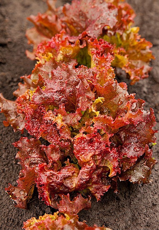 Салат Лолло-Росса 0,5 гр б.п