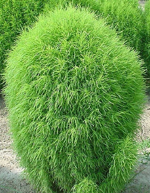 Кохия Волшебная метла (УД) 0,2 гр цв п