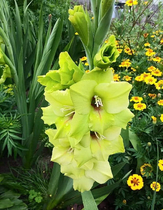 Гладиолус Прима Верде 1 уп. (3 шт.).