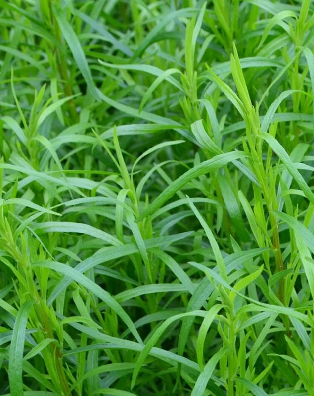 Эстрагон (тархун) Драконья трава (УД) 0,05 г цв п