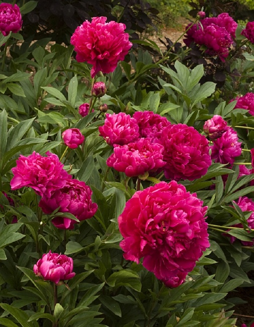 Пион травянистый Карл Розенфельд