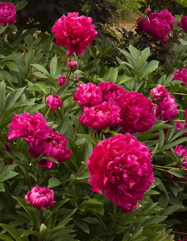 Пион травянистый Карл Розенфельд