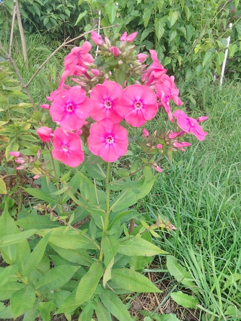 Флокс Тенор 