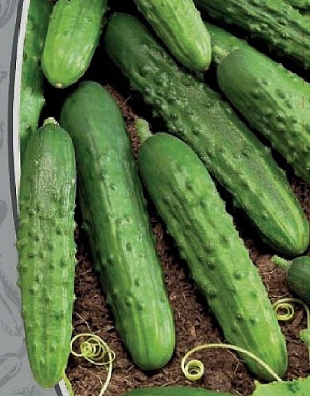 Огурец Пальчик 0,25 гр б.п.