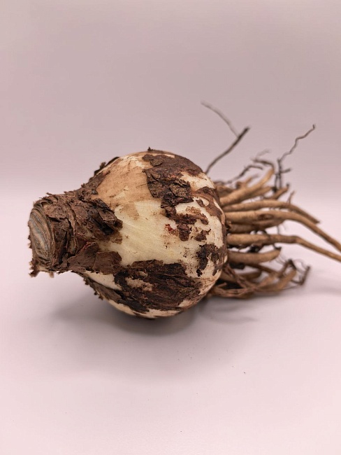 Амариллис Ла Паз