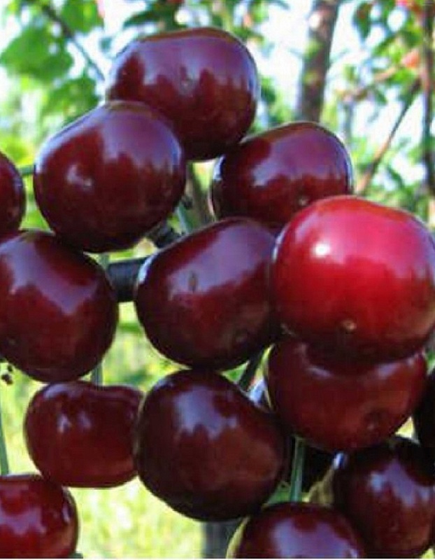 Вишне-черешневый гибрид (ВЧГ) Ходоса