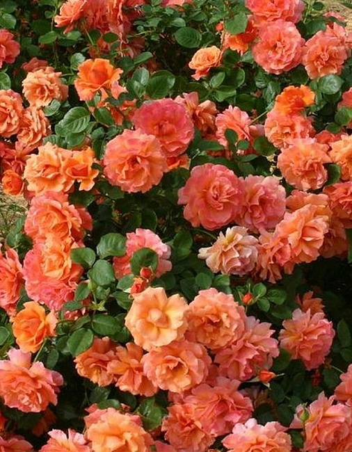 Роза плетистая Вестерленд