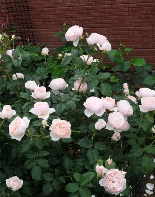 Роза английская Херитейдж