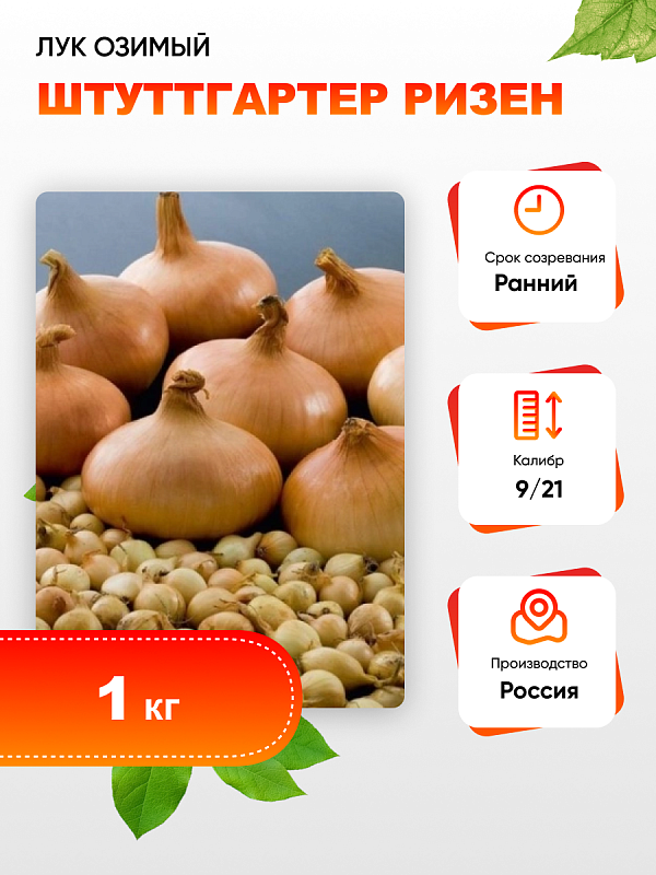 Лук озимый Штуттгартер ризен (калибр 9/14)1кг 
