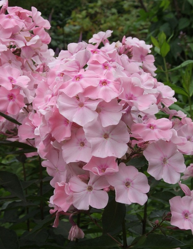 Флокс Роза Пастел 