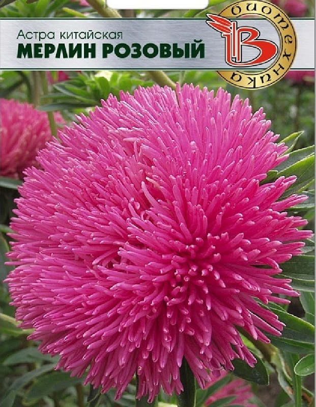 Астра Мерлин Розовый 50 шт