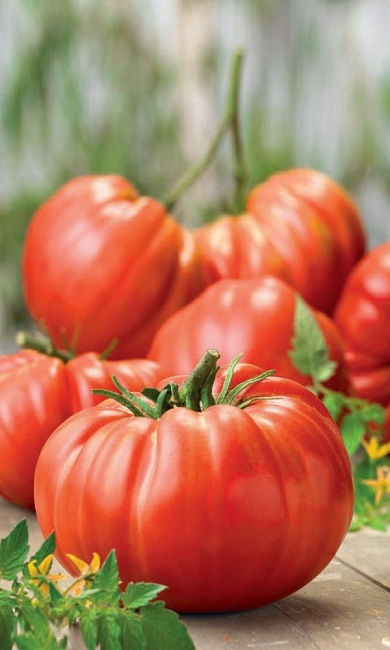 Томат Супергигант Брутус  (УД) 20 шт цв.п