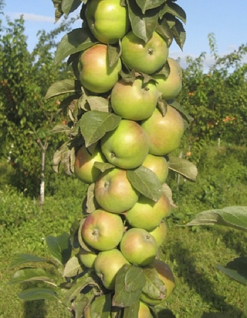 Яблоня колонновидная Икша