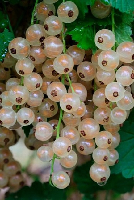 Смородина Белая Фея 