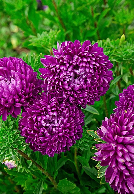 Астра Затмение  0,2 гр