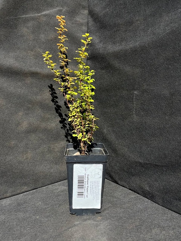 Барбарис Тунберга Мария 1 шт Р9